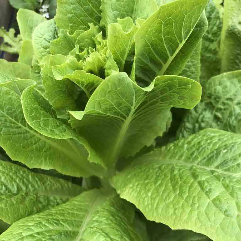 vegetable squash pvc pipe reuse urban agriculture square